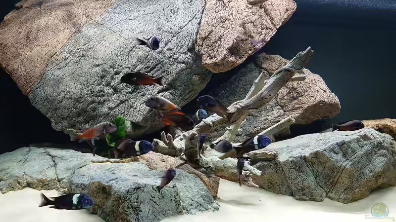 Besatz im Aquarium Tropheus Haus von Leucki (22)