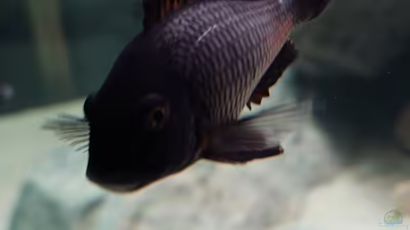 Besatz im Aquarium Tropheus Haus von Leucki (23)