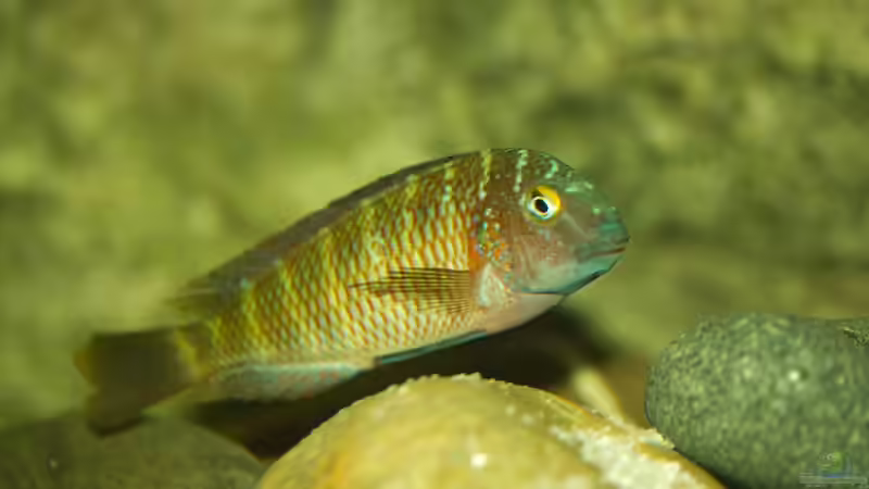 Besatz im Aquarium Tropheus Lufubu Paradies von Markus Walter (25)
