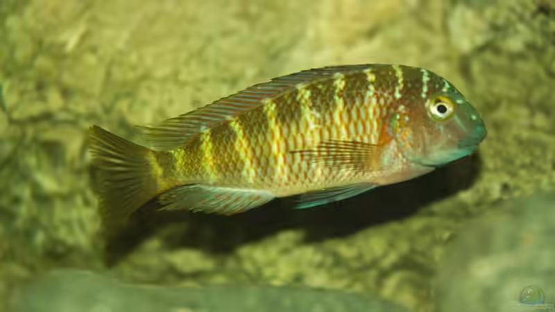 Besatz im Aquarium Tropheus Lufubu Paradies von Markus Walter (26)