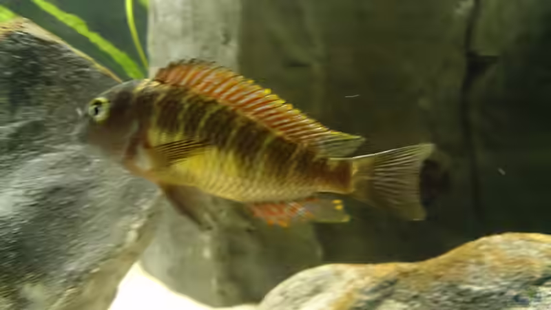 Besatz im Aquarium Tropheus Pfütze (nur noch als Beispiel) von Warsteiner (20)