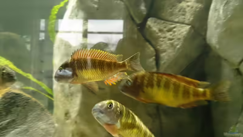 Besatz im Aquarium Tropheus Pfütze (nur noch als Beispiel) von Warsteiner (21)