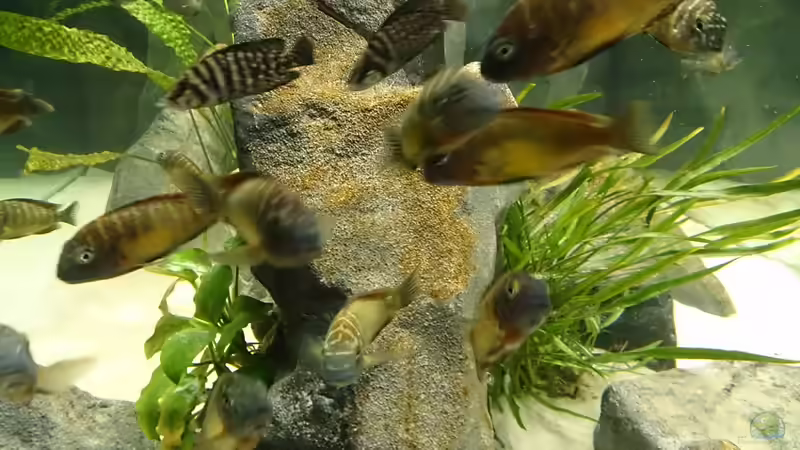 Besatz im Aquarium Tropheus Pfütze (nur noch als Beispiel) von Warsteiner (23)