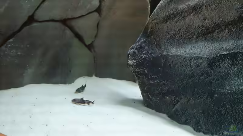 Besatz im Aquarium Tropheus Pfütze (nur noch als Beispiel) von Warsteiner (24)