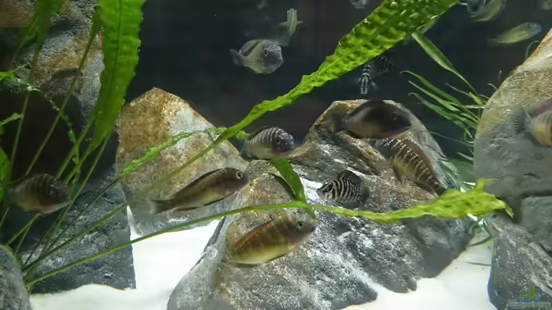 Besatz im Aquarium Tropheus Pfütze (nur noch als Beispiel) von Warsteiner (25)