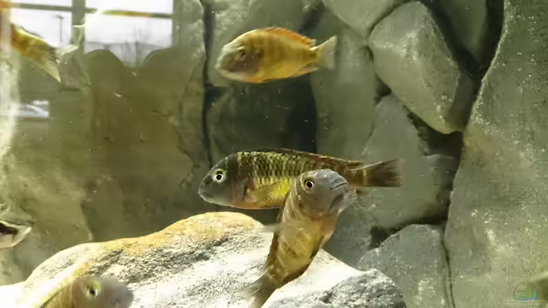 Besatz im Aquarium Tropheus Pfütze (nur noch als Beispiel) von Warsteiner (26)