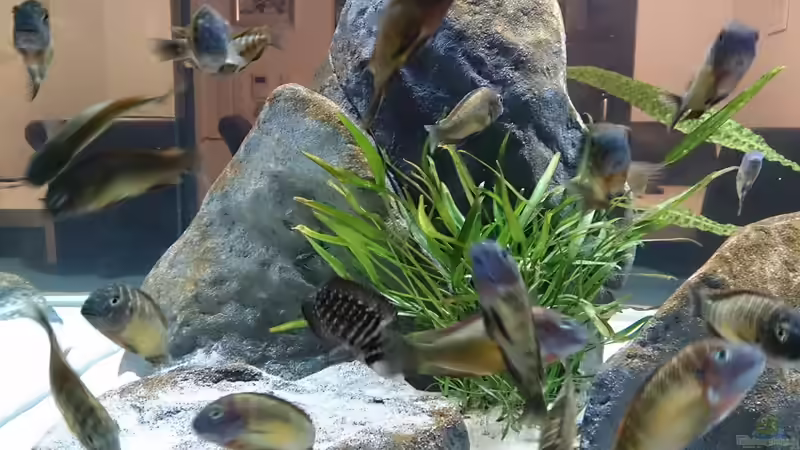 Besatz im Aquarium Tropheus Pfütze (nur noch als Beispiel) von Warsteiner (27)