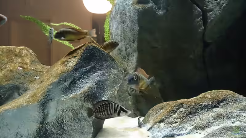 Besatz im Aquarium Tropheus Pfütze (nur noch als Beispiel) von Warsteiner (28)