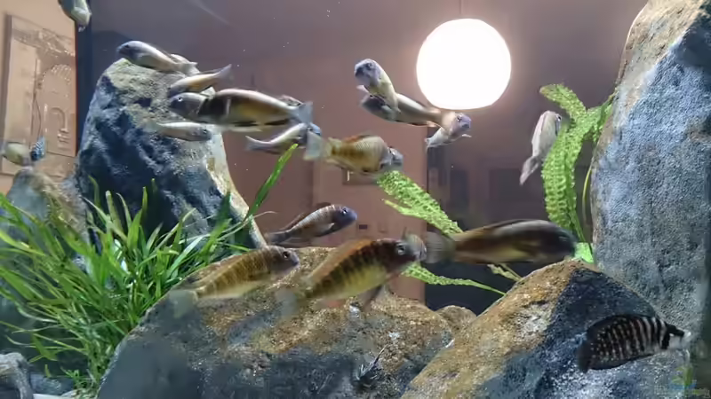 Besatz im Aquarium Tropheus Pfütze (nur noch als Beispiel) von Warsteiner (29)