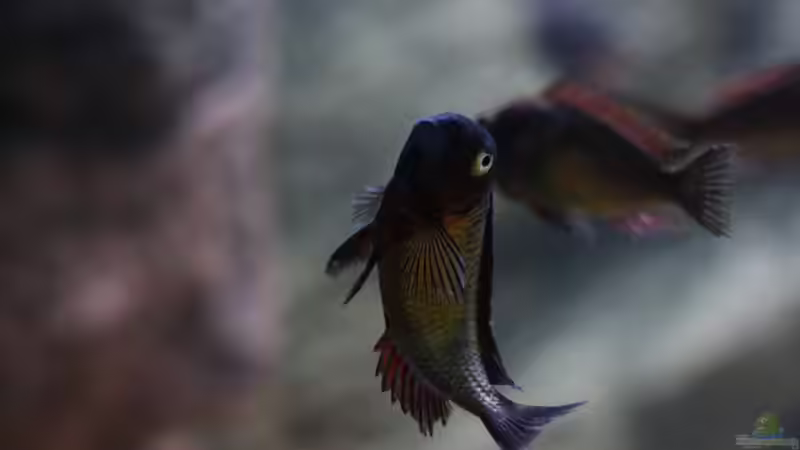 Besatz im Aquarium Tropheus Red Rainbow von Keule73 (15)