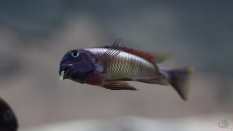 Besatz im Aquarium Tropheus Red Rainbow von Keule73 (19)