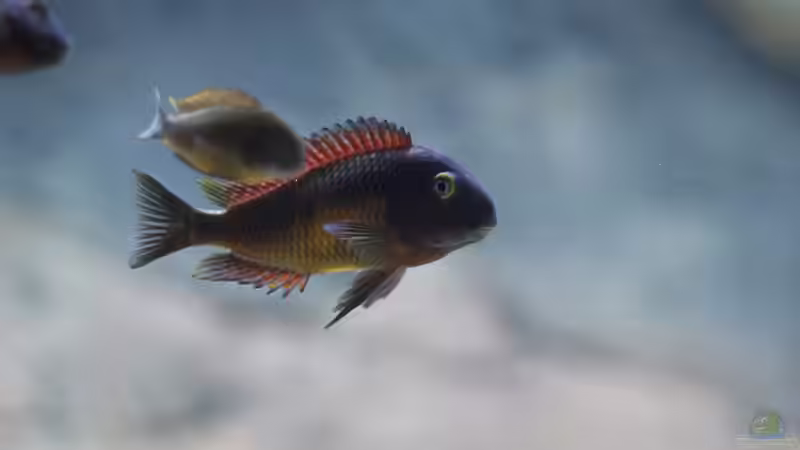 Besatz im Aquarium Tropheus Red Rainbow von Keule73 (21)