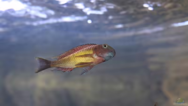 Besatz im Aquarium Tropheus Red Rainbow von Keule73 (23)