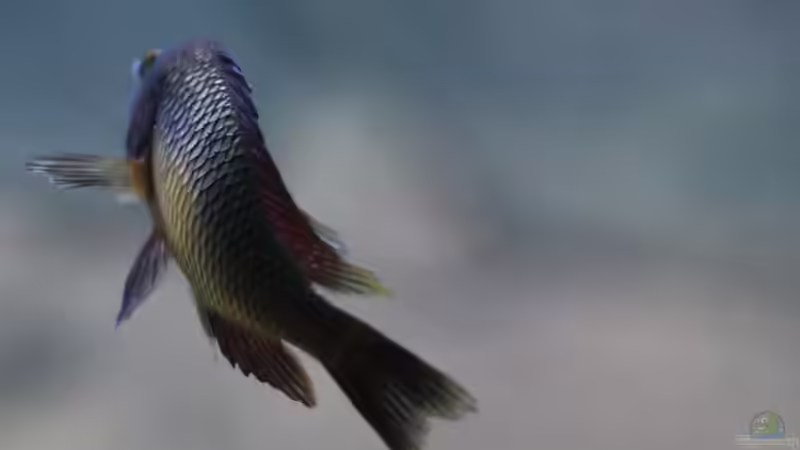 Besatz im Aquarium Tropheus Red Rainbow von Keule73 (26)