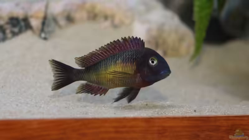 Besatz im Aquarium Tropheus Red Rainbow von Keule73 (27)