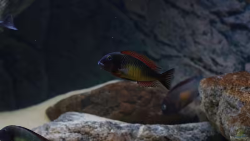 Besatz im Aquarium Tropheus Red Rainbow von Keule73 (28)