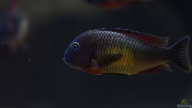 Besatz im Aquarium Tropheus Red Rainbow von Keule73 (29)