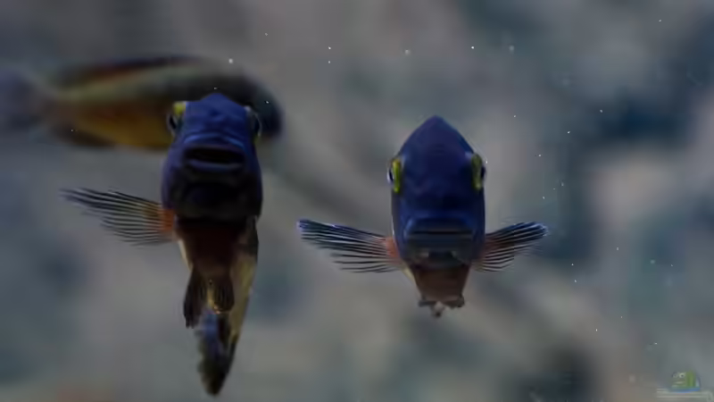 Besatz im Aquarium Tropheus Red Rainbow von Keule73 (31)