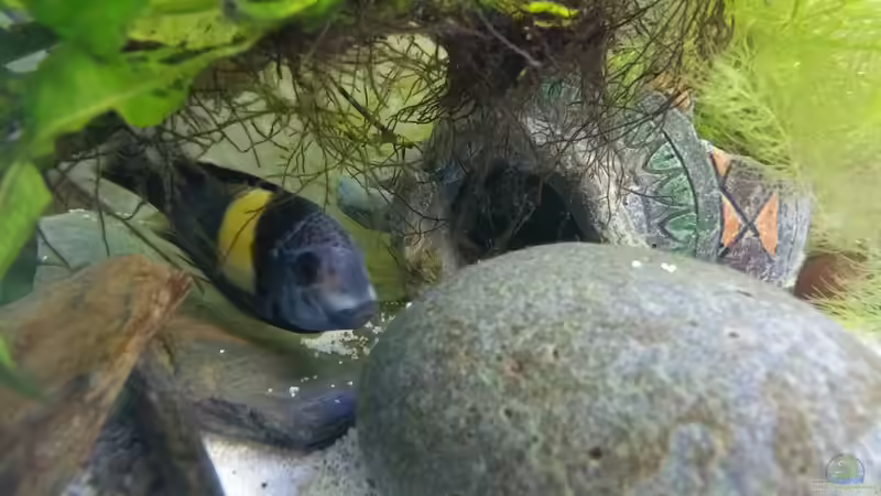 Besatz im Aquarium Tropheus with buddies von Dukes Aquaristikexperimente (6)