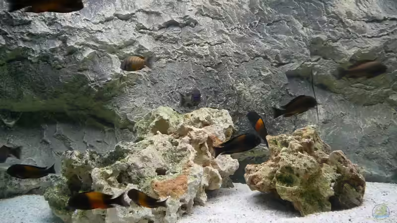 Besatz im Aquarium Tropheusbecken von Hoffbold (13)