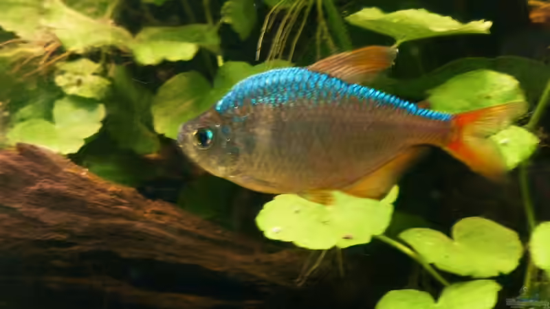 Besatz im Aquarium Tropic Dream von René L. (21)