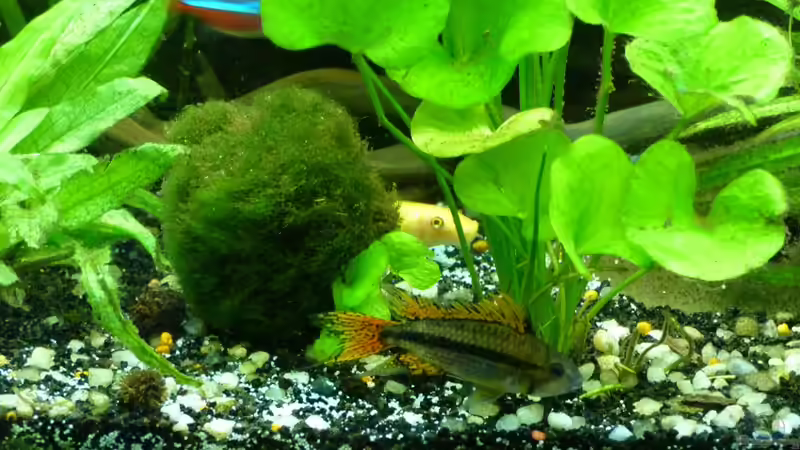 Besatz im Aquarium Tropic Dream von René L. (25)