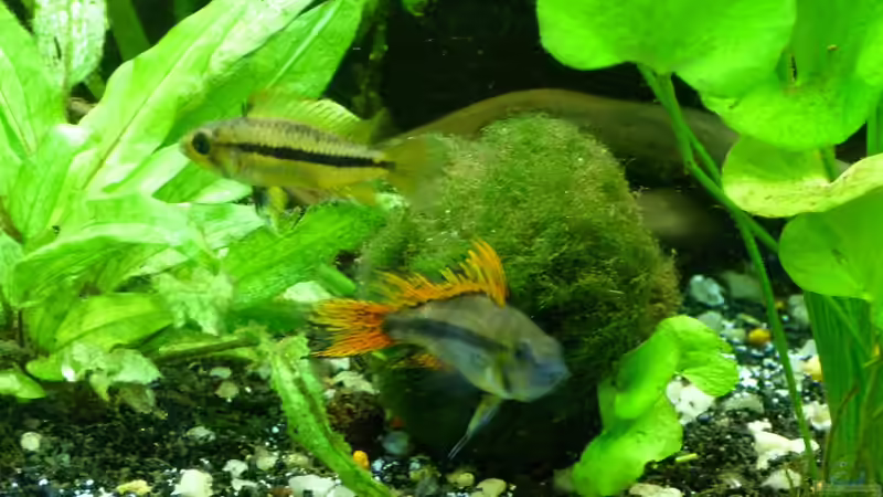 Besatz im Aquarium Tropic Dream von René L. (26)