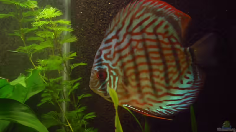 Besatz im Aquarium Tropic Dream von Thomas Mitter (11)