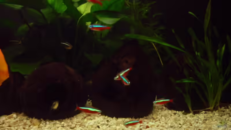 Besatz im Aquarium Tropic Dream von Thomas Mitter (12)