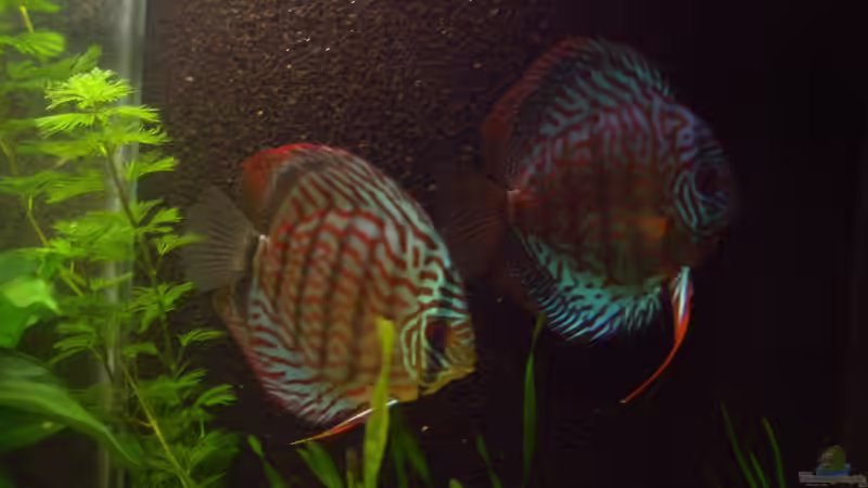 Besatz im Aquarium Tropic Dream von Thomas Mitter (9)