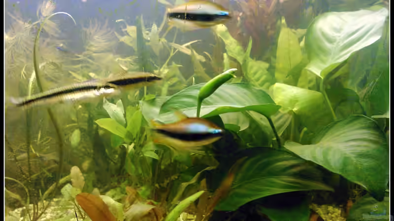 Besatz im Aquarium tropisches Gesellschaftsbecken von mariajudyta (27)