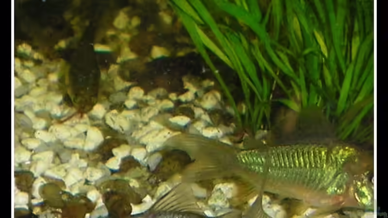 Besatz im Aquarium tropisches Gesellschaftsbecken von mariajudyta (32)