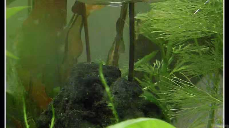 Besatz im Aquarium tropisches Gesellschaftsbecken von mariajudyta (34)