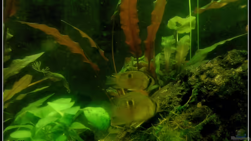 Besatz im Aquarium tropisches Gesellschaftsbecken von mariajudyta (35)