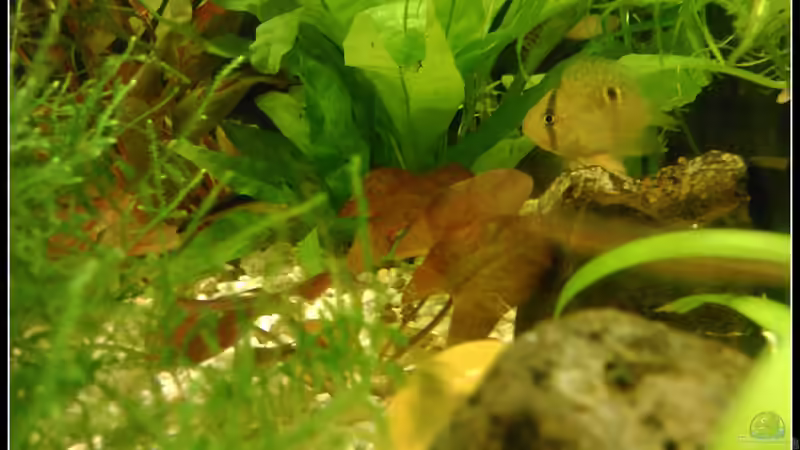 Besatz im Aquarium tropisches Gesellschaftsbecken von mariajudyta (36)