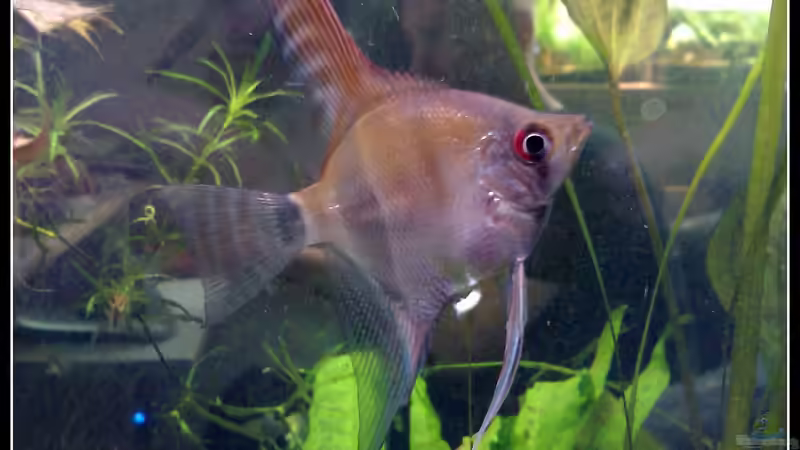 Besatz im Aquarium tropisches Gesellschaftsbecken von mariajudyta (37)