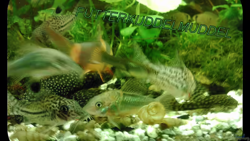 Besatz im Aquarium tropisches Gesellschaftsbecken von mariajudyta (38)