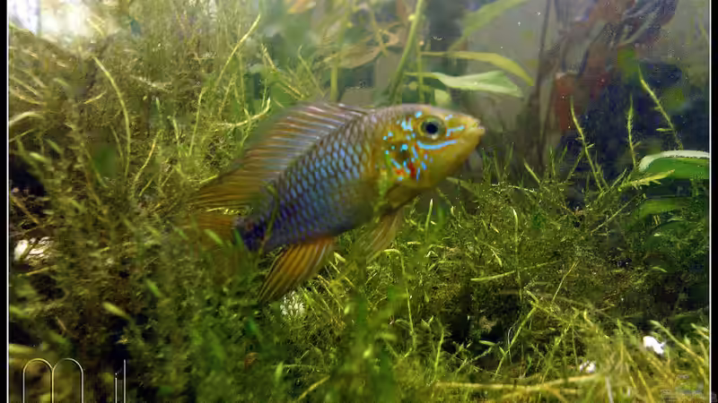 Besatz im Aquarium tropisches Gesellschaftsbecken von mariajudyta (40)