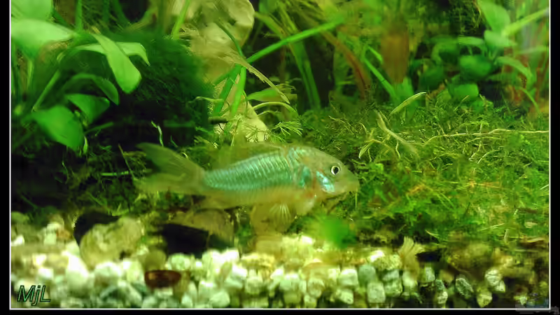 Besatz im Aquarium tropisches Gesellschaftsbecken von mariajudyta (42)