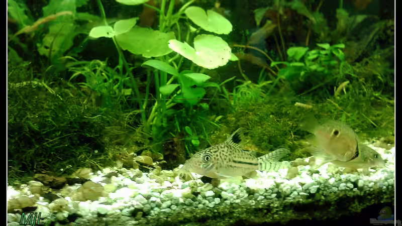 Besatz im Aquarium tropisches Gesellschaftsbecken von mariajudyta (43)