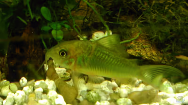 Besatz im Aquarium tropisches Gesellschaftsbecken von mariajudyta (44)