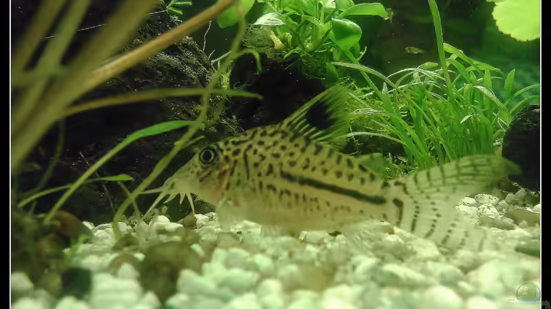 Besatz im Aquarium tropisches Gesellschaftsbecken von mariajudyta (45)