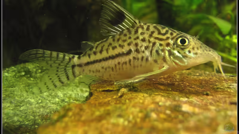 Besatz im Aquarium tropisches Gesellschaftsbecken von mariajudyta (46)