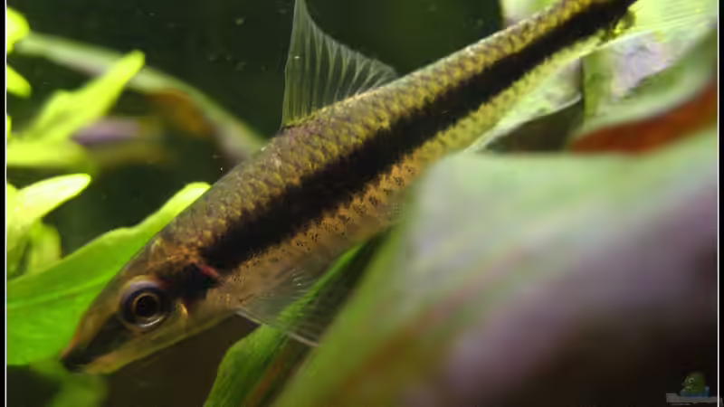 Besatz im Aquarium tropisches Gesellschaftsbecken von mariajudyta (47)