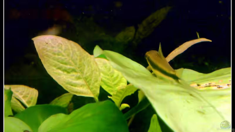 Besatz im Aquarium tropisches Gesellschaftsbecken von mariajudyta (48)