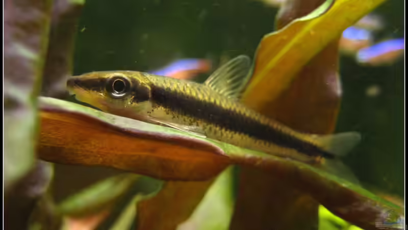 Besatz im Aquarium tropisches Gesellschaftsbecken von mariajudyta (49)