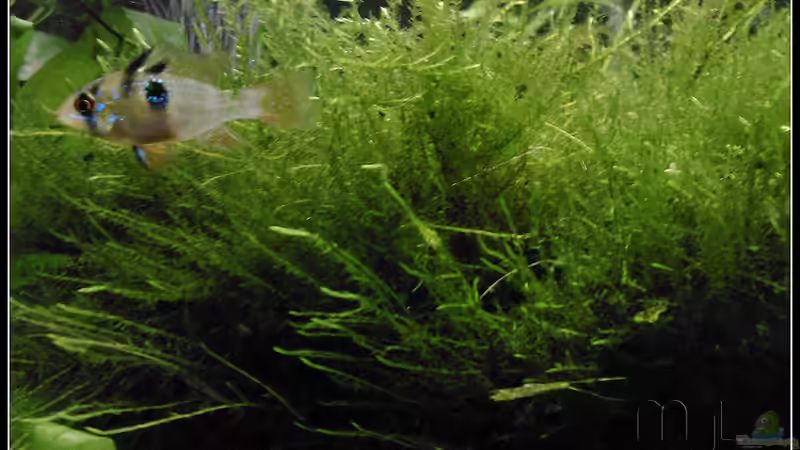 Besatz im Aquarium tropisches Gesellschaftsbecken von mariajudyta (50)