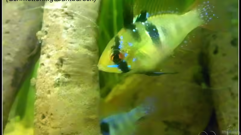 Besatz im Aquarium tropisches Gesellschaftsbecken von mariajudyta (51)