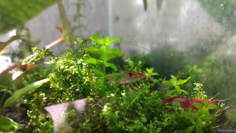 Besatz im Aquarium Tümpel von Mike Steidl (6)