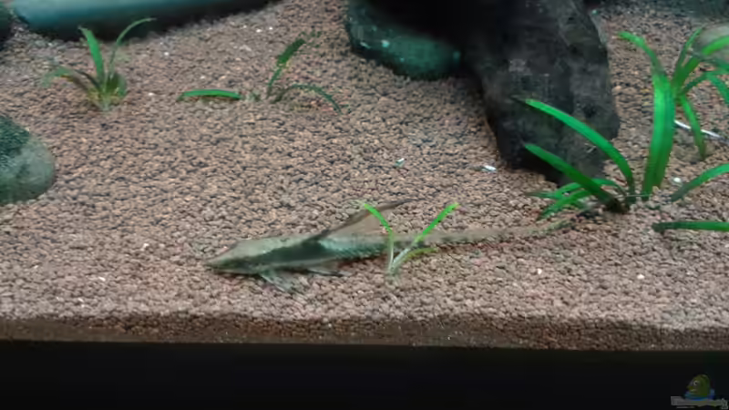 Besatz im Aquarium Tüpfelbuntbarsch ( nur noch als beispiel) von Kai Heermann (21)